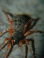 /album/arachnida/trachelopachys-cingulipes-2-jpg/